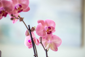 Pink Orchids